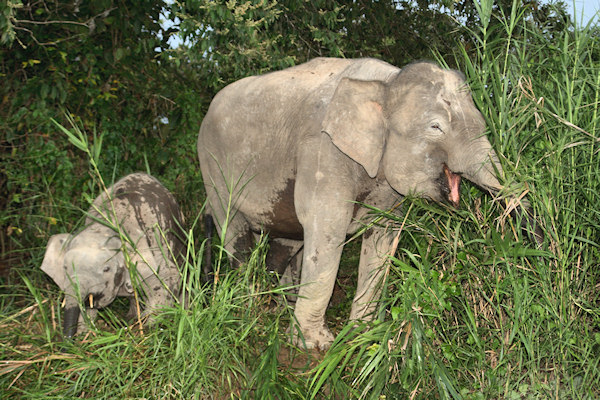 BorneoPigmyElephant_Sukau_0254 (88)_m.jpg